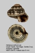 Heliacus cylindricus (2)